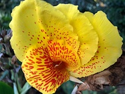 14th Oct 2019 - Canna lily