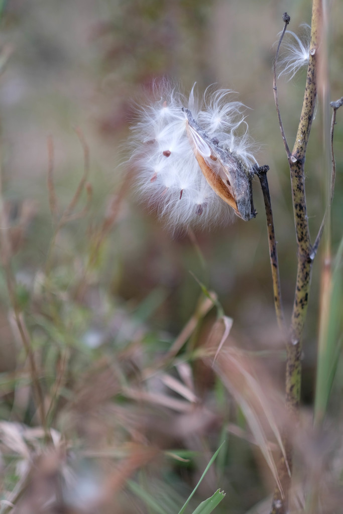 Milkweed by tosee