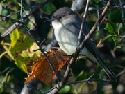 14th Oct 2019 - eastern phoebe