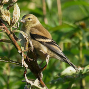 14th Oct 2019 - american goldfinch 