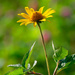 false sunflower by rminer