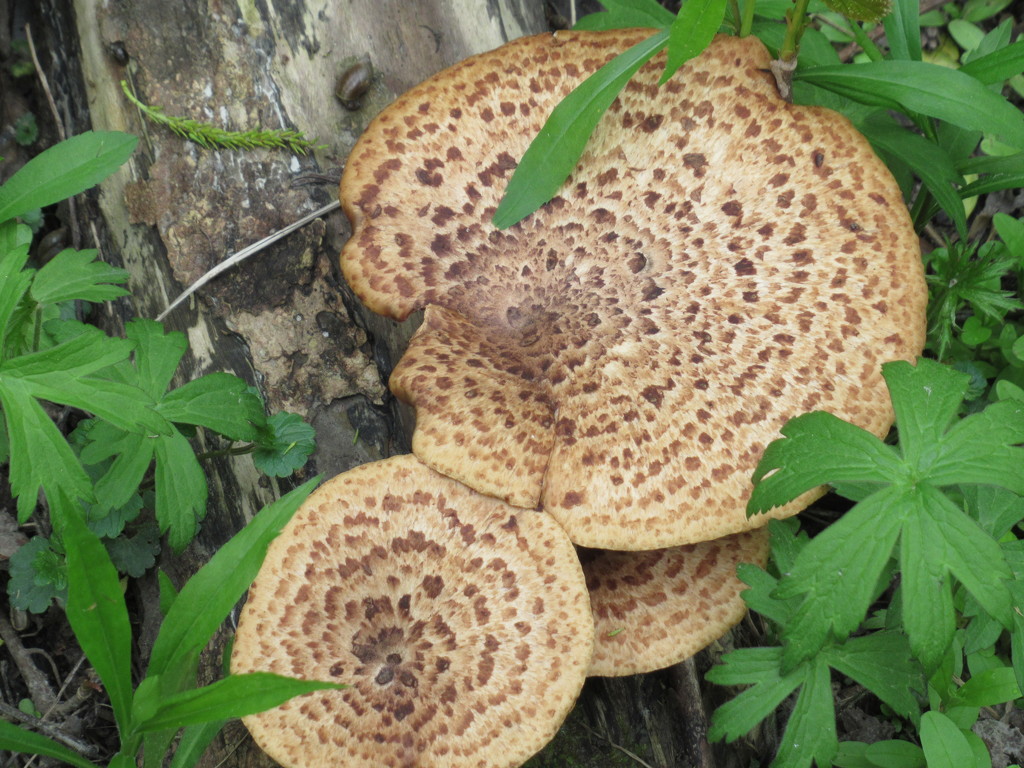 Fungi by bruni