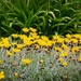 Yellow spring by kiwinanna