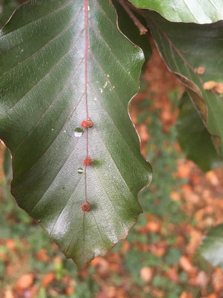 Beech leaf gall by hannahbeth