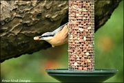 15th Oct 2019 - RK3_2729 This is why I am called a nuthatch