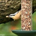 RK3_2729 This is why I am called a nuthatch by rosiekind
