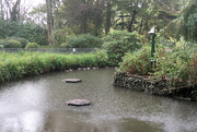 15th Oct 2019 - Ducks Sheltering From The Rain