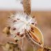milkweed by aecasey
