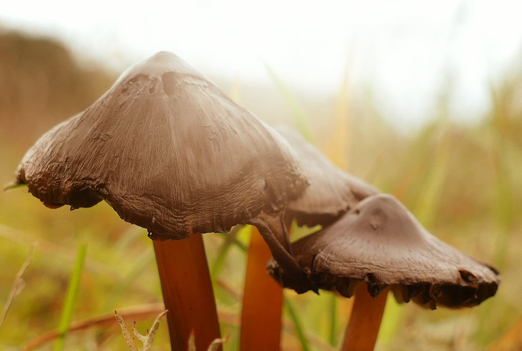 sorft focus on mushrooms by marijbar