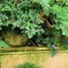 Pelargoniums by 365projectmaxine