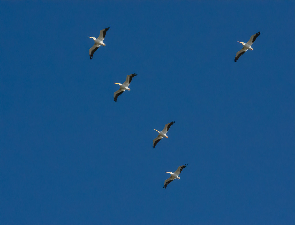 The pelicans are here ! by samae