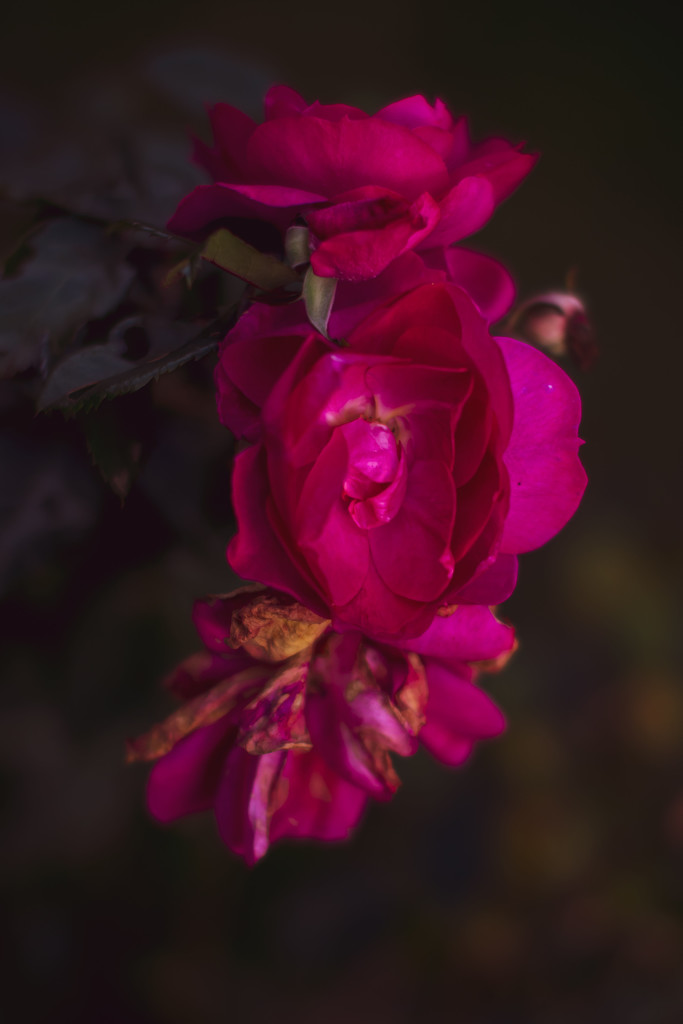 Last Rose of the Year by farmreporter