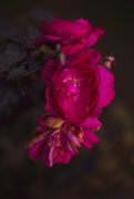 14th Oct 2019 - Last Rose of the Year