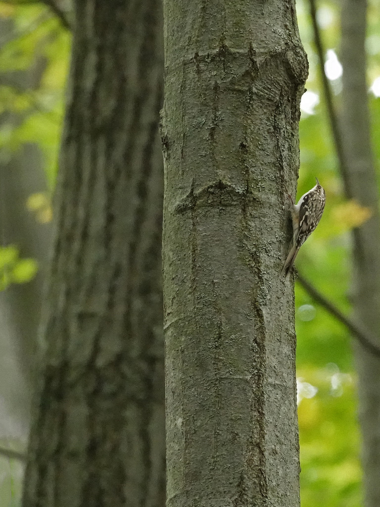Brown Creeper in the woods by annepann