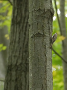 14th Oct 2019 - Brown Creeper in the woods
