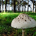 Toadstool but no gnome! by judithdeacon