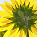 Another sunflower by eudora