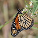 Monarch Beauty by cjwhite