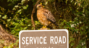 15th Oct 2019 - Red Shouldered Hawk!