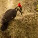 Pileated Woodpecker Searching the Moss! by rickster549