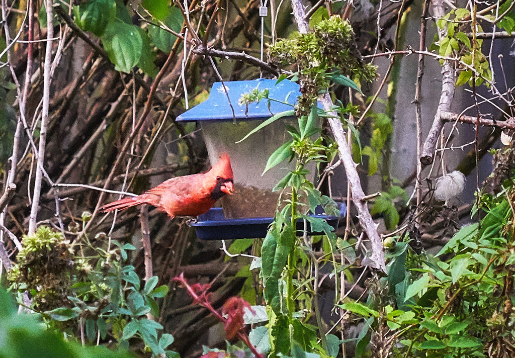 Feeder and Cardinal by gardencat