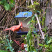 Feeder and Cardinal by gardencat