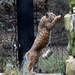 Jumpin Bobcat by randy23