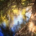 River Tree by joysfocus