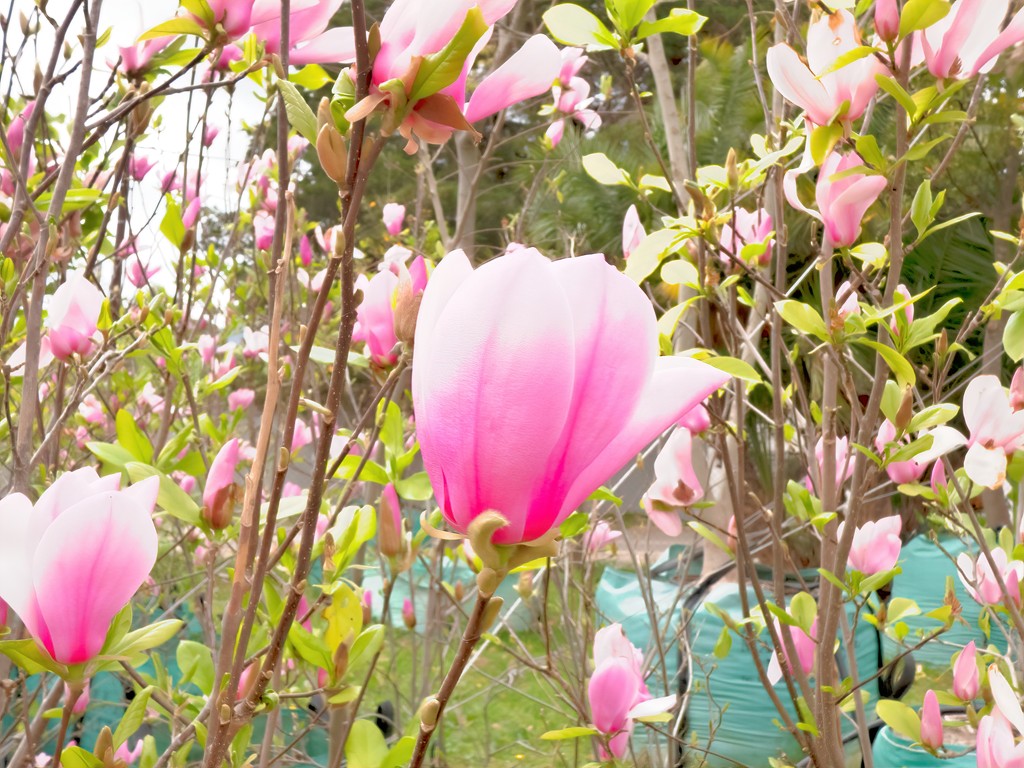 Magnolias waiting to be sold. by ludwigsdiana