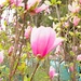 Magnolias waiting to be sold. by ludwigsdiana