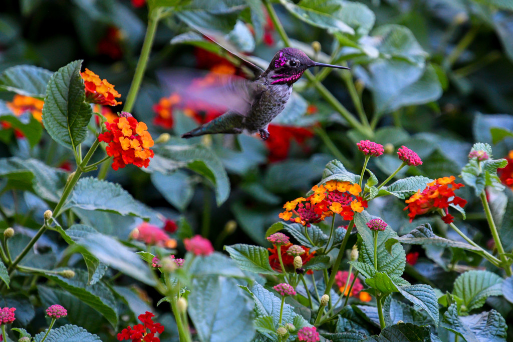 Hummingbird by danette