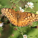 Variegated Fritillary by cjwhite