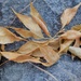 Leaves by sandlily