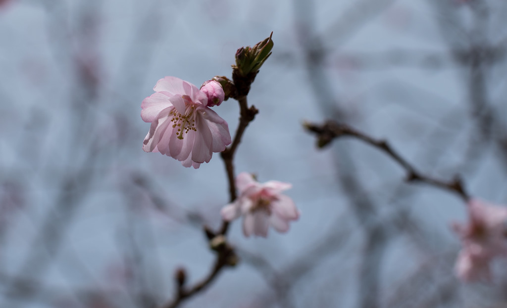 cherry blossom tartan  by brigette