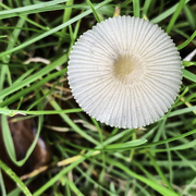 16th Oct 2019 - Lone toadstool