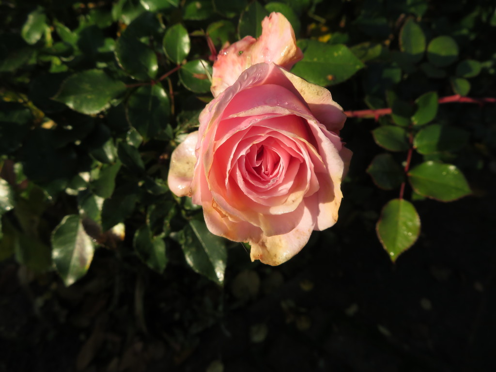 November rose by lellie