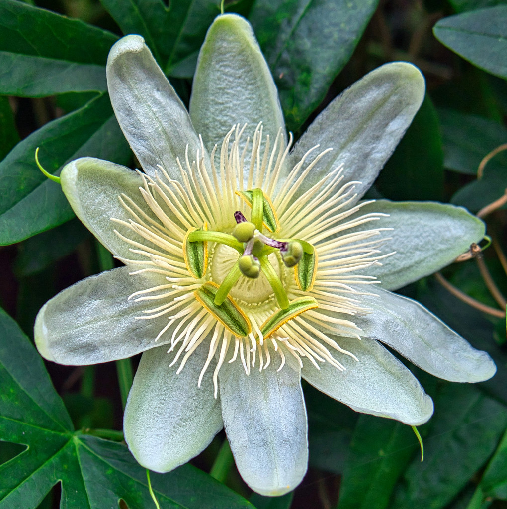 Alba Passion Flower. by tonygig