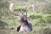 16th Oct 2019 - Stag
