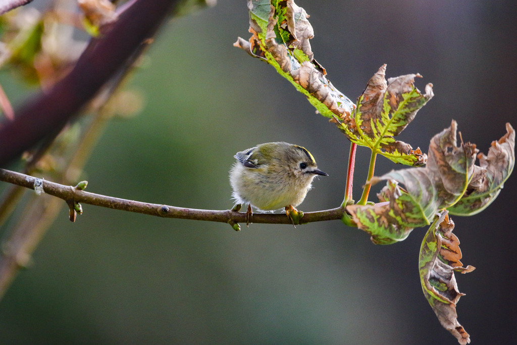 Goldcrest by lifeat60degrees