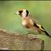 RK3_2865  Lovely Goldfinch by rosiekind