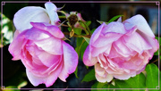 17th Oct 2019 - Roses In Full Bloom ~        