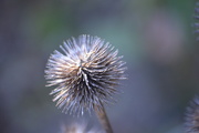 12th Oct 2019 - Gone to seed