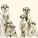 Meerkats by harveyzone