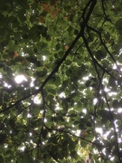 16th Oct 2019 - Beech leaves 