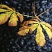 Leaves by carole_sandford