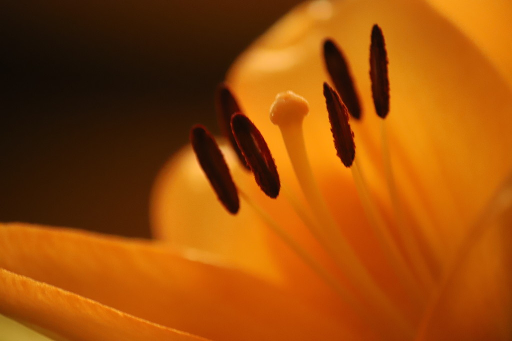 Orange lily  by carole_sandford