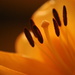Orange lily  by carole_sandford