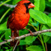 Northern Cardinal by photographycrazy