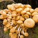 Lots of Fungi! by rickster549