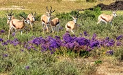 17th Oct 2019 - Seven of the eight Springbuck males